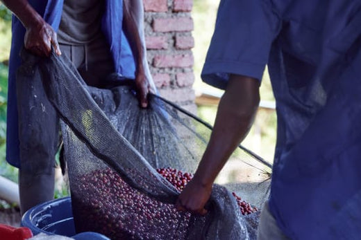 Just Landed: New Microlot from Rwanda's Western Province
