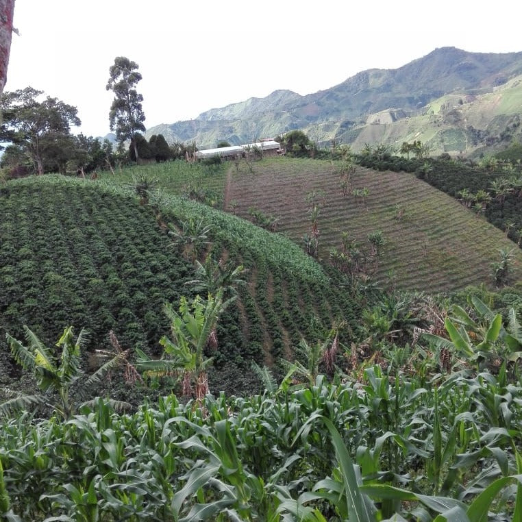 Bertha Nelly Narvaez