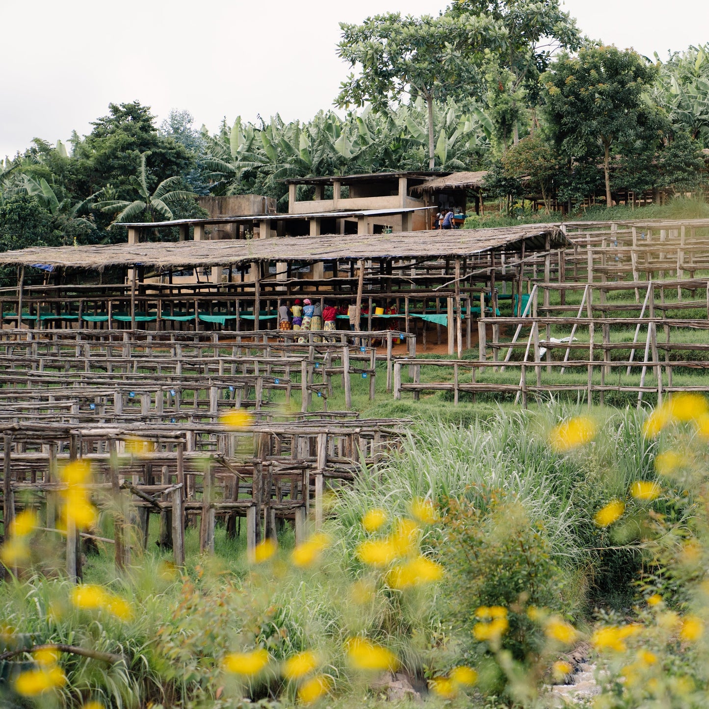 Bukeye Washing Station
