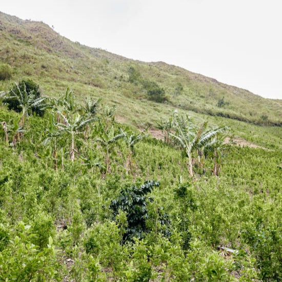 Hilly landscape with coffee plants and a clear sky