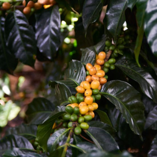 ASMUCAFE Women Producers