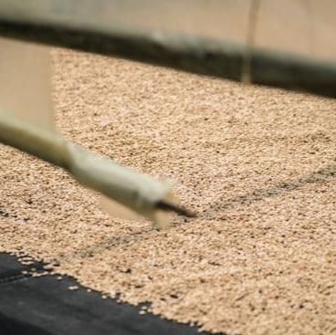 Acevedo Smallholders