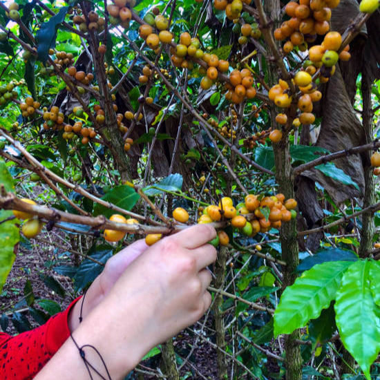 Hand picking coffee cherries from a tree in a coffee farm
