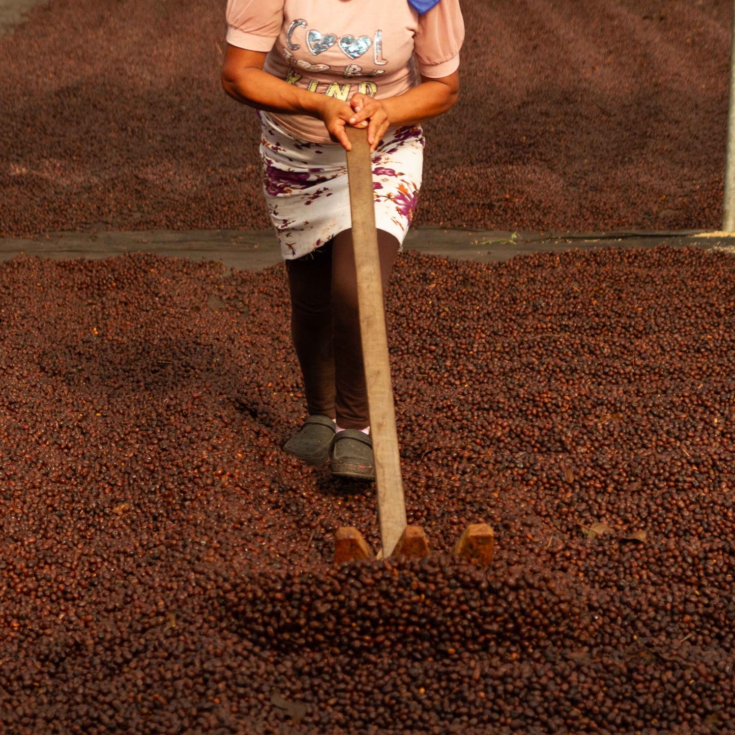 Person shoveling coffee beans in a large pile