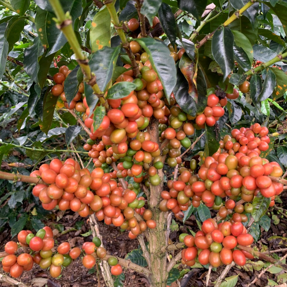 Sebastián Gomez "Pink Bourbon"