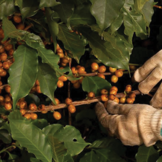 Santa Izabel Catuaí