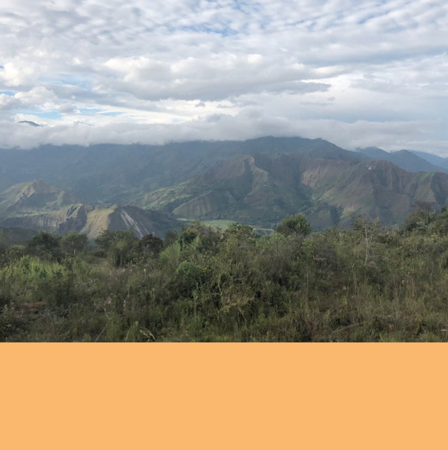 Producers of Cauca + Tolima.