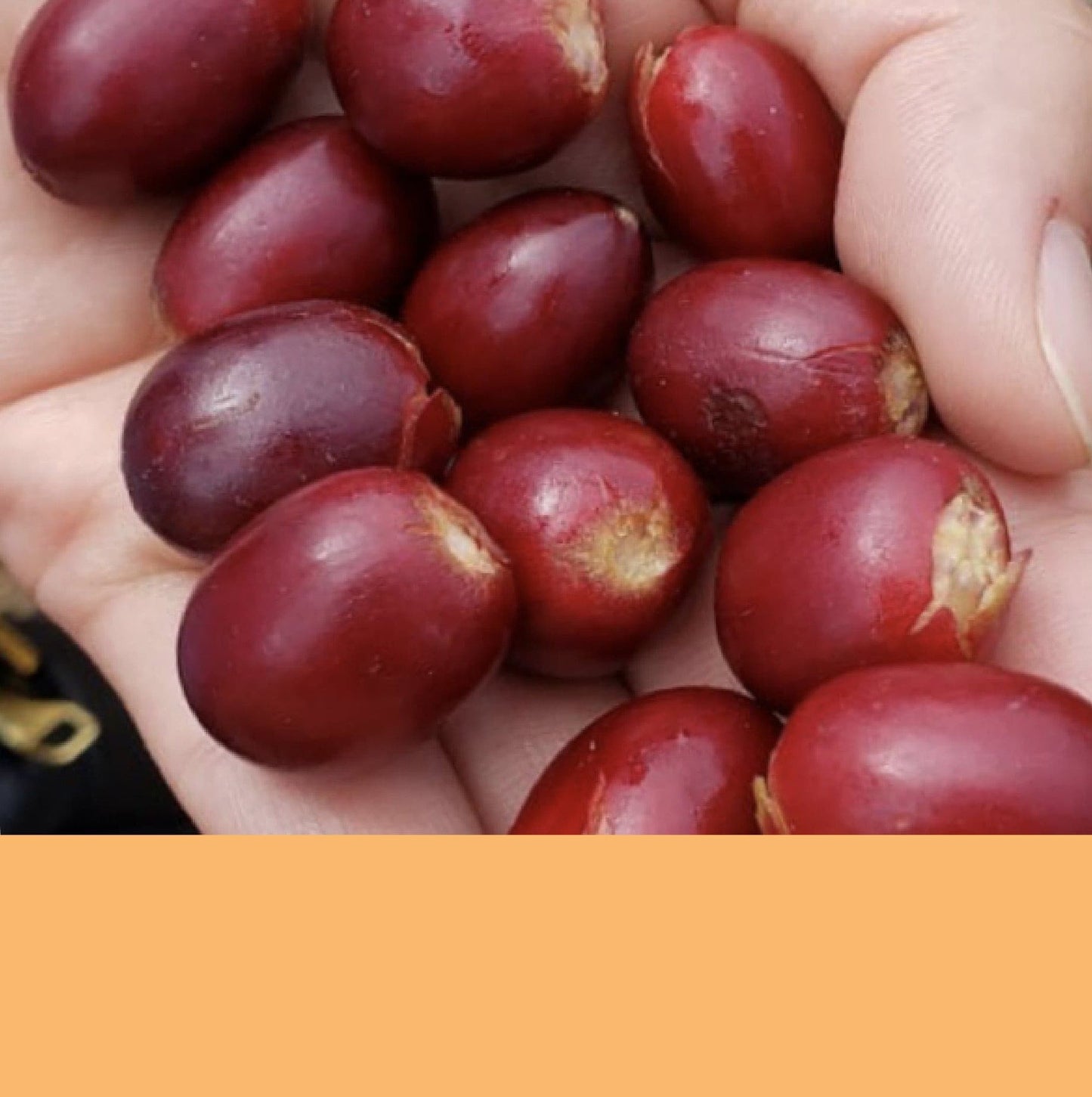 Saladoblanco Smallholders.