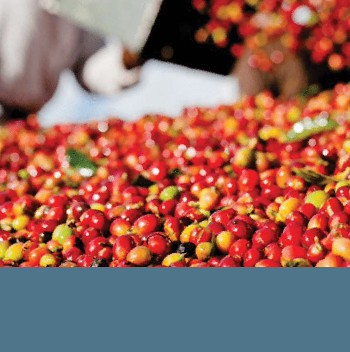 Timely One Subscription - 3 months - Monthly Delivery.