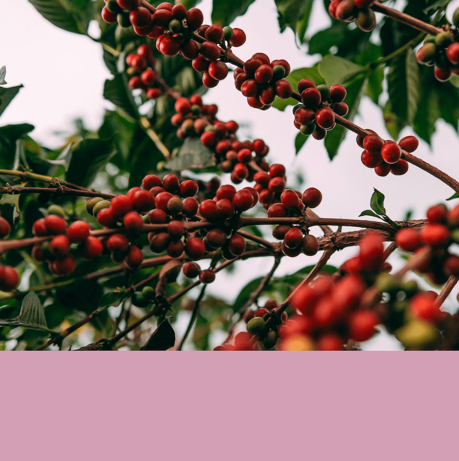 Bumbogo Washing Station.