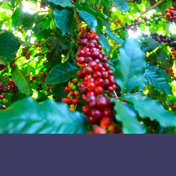 Timely Two Subscription - 3 months - Weekly Delivery.