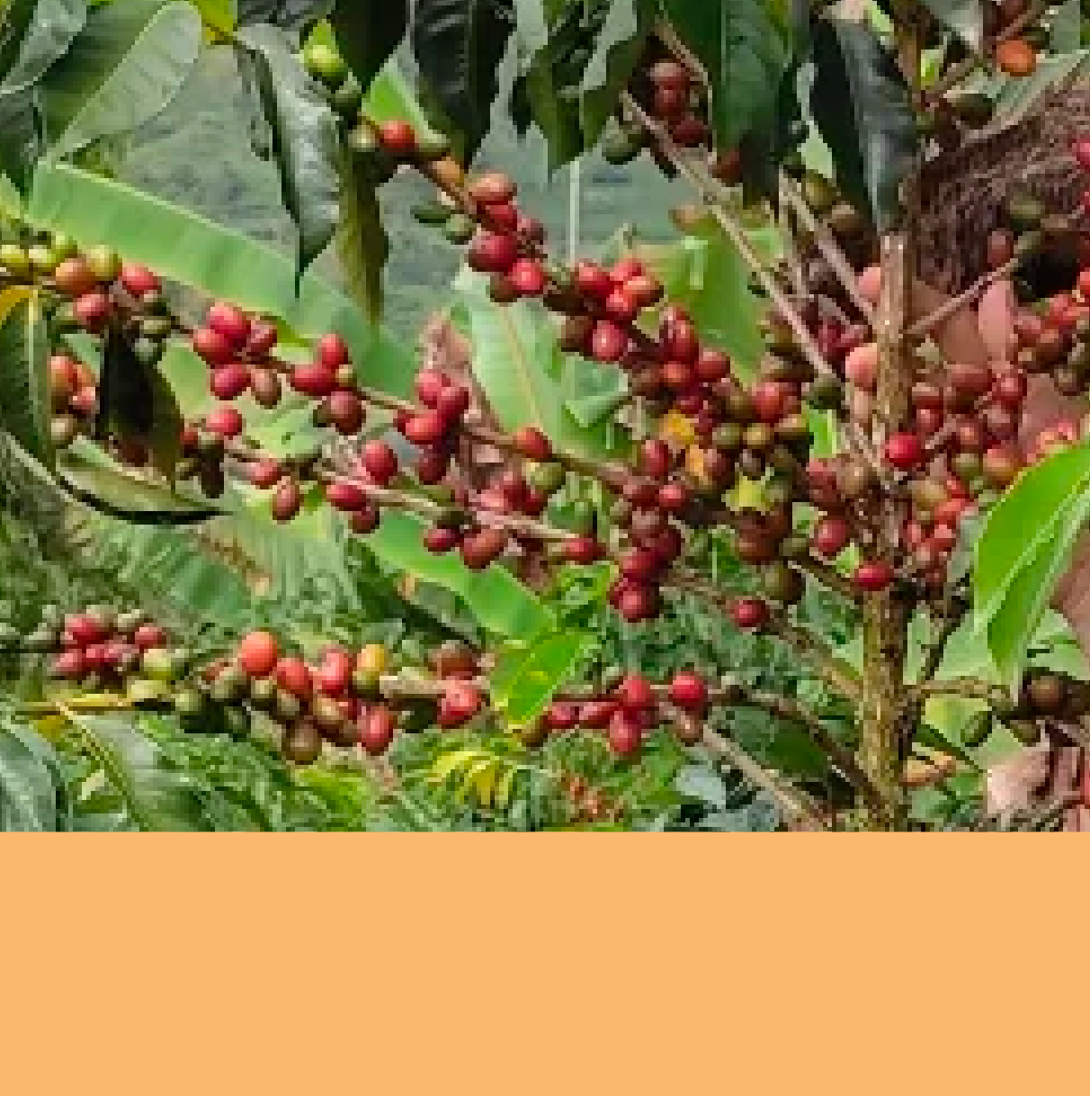 Wilder Lazo (Honey).