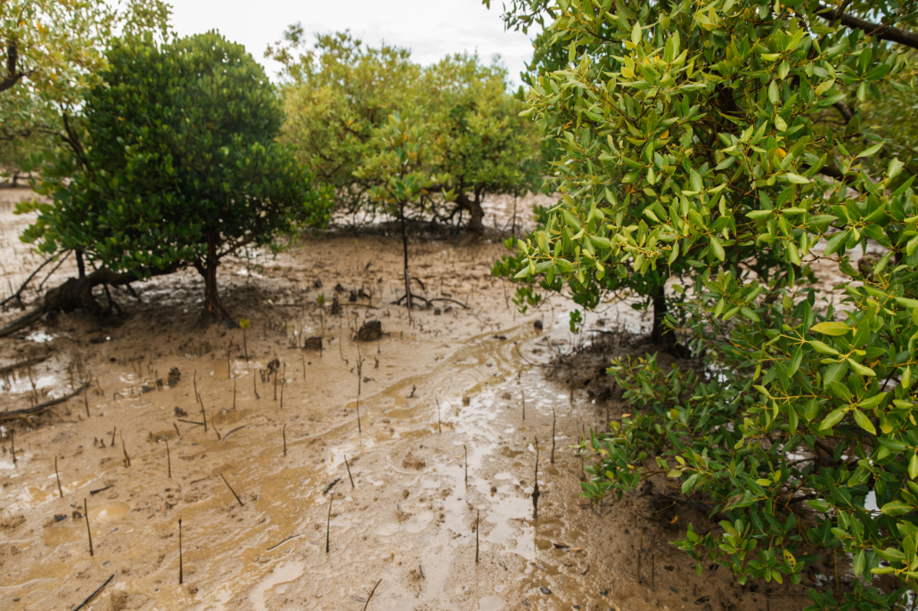 Your Coffee Just Planted 18,000+ Trees