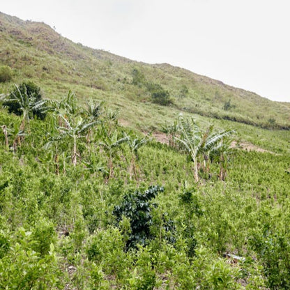 Hilly landscape with coffee plants and a clear sky