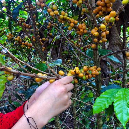 Hand picking coffee cherries from a tree in a coffee farm